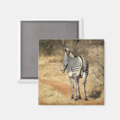 Nationalreservat Samburu, Kenia Magnet (Vorderseite/Rückseite)