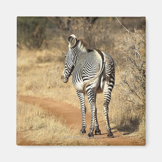 Nationalreservat Samburu, Kenia Magnet (Vorne)