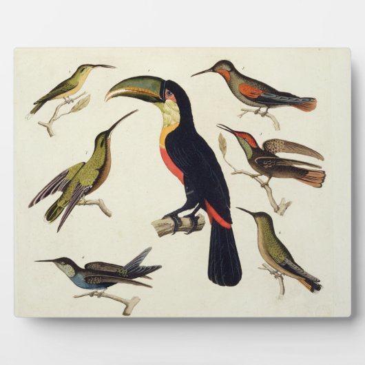 Native birds, including the Toucan (centre), Amazo Fotoplatte (Vorderseite)