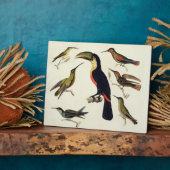 Native birds, including the Toucan (centre), Amazo Fotoplatte (Seite)