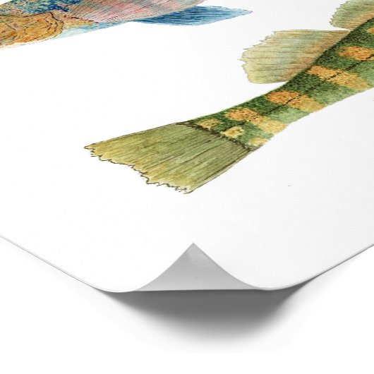 Native Darters Poster (Ecke)