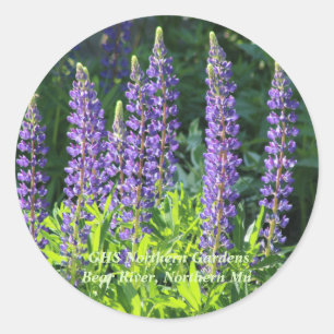 Native Minnesota Lila Lupine Runder Aufkleber
