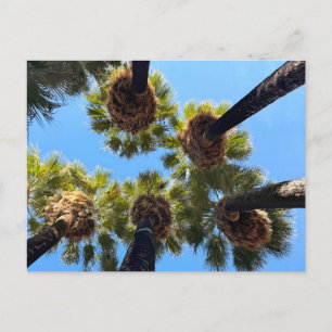 Native Naturally Grown Palm Trees Postkarte
