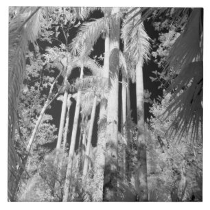 Native Royal Palms in Fakahatchee Strand Fliese