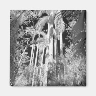 Native Royal Palms in Fakahatchee Strand, Magnet