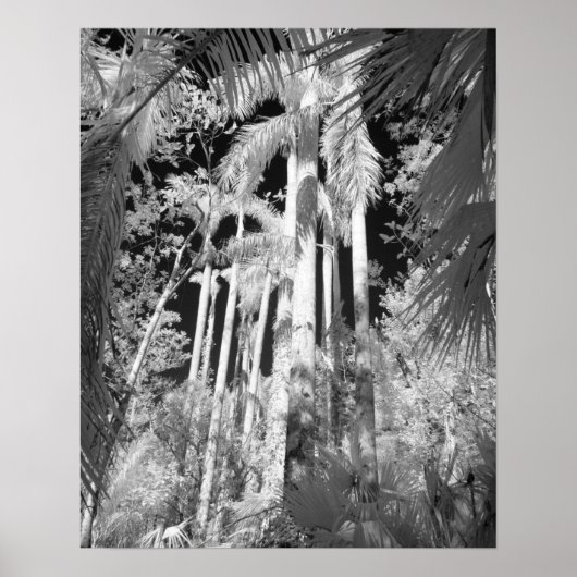 Native Royal Palms in Fakahatchee Strand, Poster (Vorne)