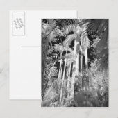 Native Royal Palms in Fakahatchee Strand, Postkarte (Vorne/Hinten)