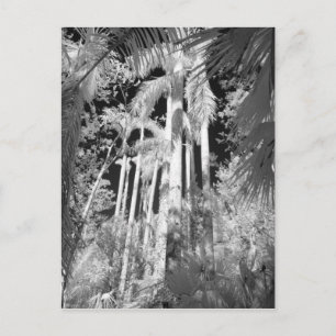 Native Royal Palms in Fakahatchee Strand, Postkarte