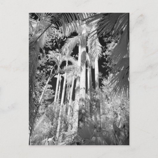Native Royal Palms in Fakahatchee Strand, Postkarte (Vorderseite)