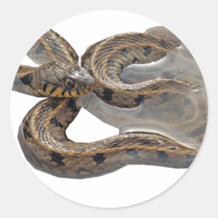 Natrix-Gras-Schlange Runder Aufkleber