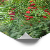 Natur, Ast, Pflanze, Natur, Saison, Rot, Beere Poster (Ecke)