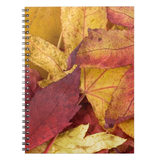 Natur Blätter Herbst Tree Leaf Farbenfrohe Kunst Notizblock (Vorderseite)