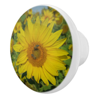 Natur, Blume, Sommer, Sonnenblume, Blüte, floral Keramikknauf