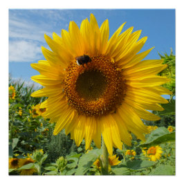 Natur, Blume, Sommer, Sonnenblume, Blüte, floral Poster