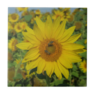 Natur, Blume, Sommer, Sonnenblumen, Blumen Fliese
