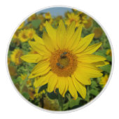 Natur, Blume, Sommer, Sonnenblumen, Blumen Keramikknauf (Vorderseite)