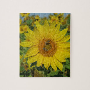 Natur, Blume, Sommer, Sonnenblumen, Blumen Puzzle