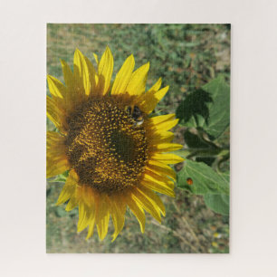 Natur, Blume, Sommer, Sonnenblumen, Blüten, Puzzle