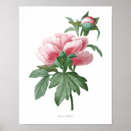 Natur, botanischer Ausdruck, Blume-Kunstposter von Poster