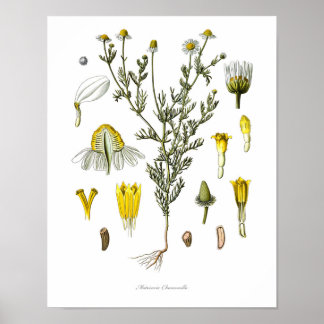 Natur, botanischer Ausdruck, Blume von Kamille Poster