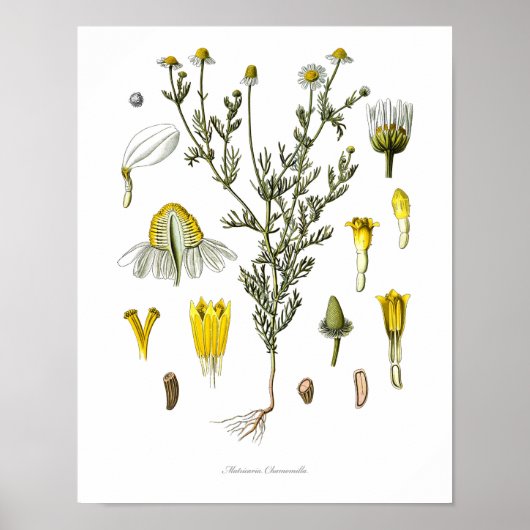 Natur, botanischer Ausdruck, Blume von Kamille Poster (Vorne)