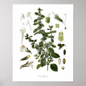 Natur, botanischer Ausdruck, Blume von Lemon Balm Poster (Vorne)