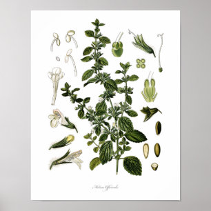 Natur, botanischer Ausdruck, Blume von Lemon Balm Poster