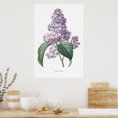 Natur, botanischer Ausdruck, Blume von Lilac Poster (Küche)