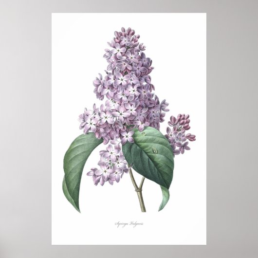 Natur, botanischer Ausdruck, Blume von Lilac Poster (Vorne)