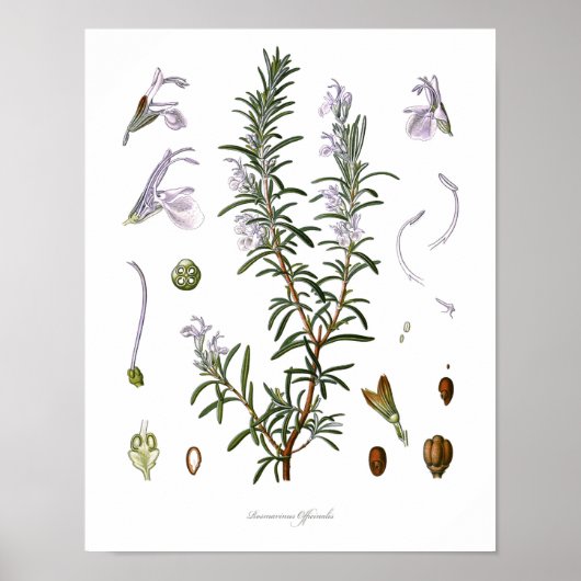 Natur, botanischer Ausdruck, Blume von Rosemary Poster (Vorne)