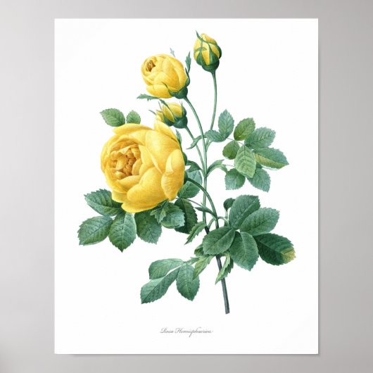 Natur, botanischer Ausdruck, Kunstposter der Blume Poster (Vorne)
