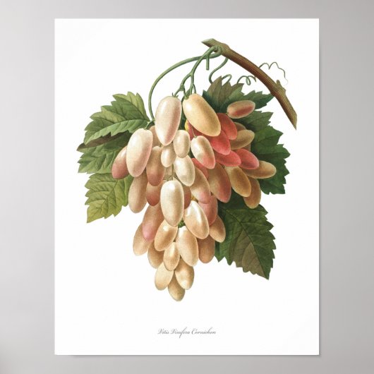 Natur, botanischer Ausdruck, Kunstposter von Vitis Poster (Vorne)
