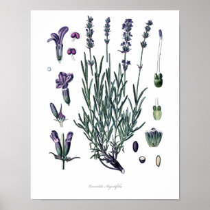 Natur, botanischer Druck, Blume Kunst des Wahren L Poster