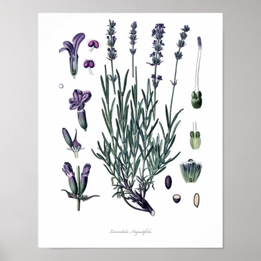 Natur, botanischer Druck, Blume Kunst des Wahren L Poster (Vorne)