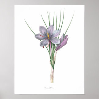 Natur, botanischer Druck, Blume von Saffron Poster