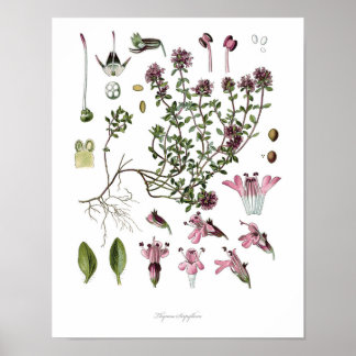 Natur, botanischer Druck, Blume von Wilden Thymian Poster