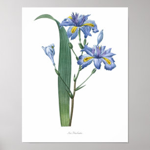 Natur, botanischer Druck, Blumenkunstplakat von Poster