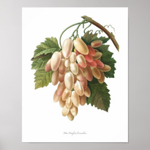 Natur, botanischer Druck, Kunstposter von Vitis Vi Poster