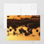 Natur - Enten bei Morgengrauen Postkarte (Vorne/Hinten)