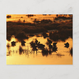 Natur - Enten bei Morgengrauen Postkarte