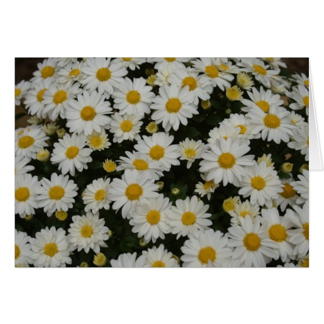 Natur-Fotografie (Vorderseite (Horizontal))