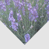 Natur-Fotografie des Seidenpapier (Ausschnitt)