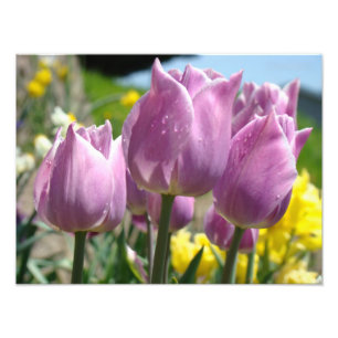 Natur-Fotografie-feine Kunst druckt lila Tulpen Fotodruck
