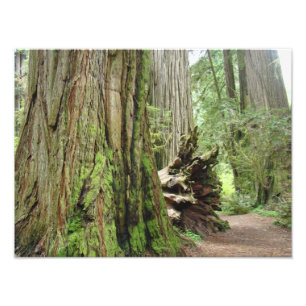 Natur-Fotografie-Rotholz-Baum-Wald Fotodruck