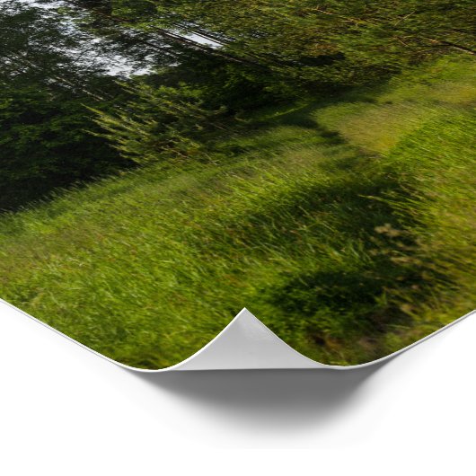 Natur Grüne Bäume Wälder Landschaft Weißrussland P Poster (Ecke)