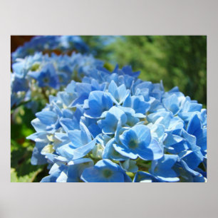 Natur heilt Kunstdrucke blaue Hydrangea-Blumen Poster