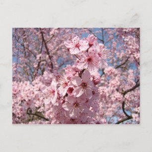 Natur Helle rosa sonnige Baumblüten Postkarten