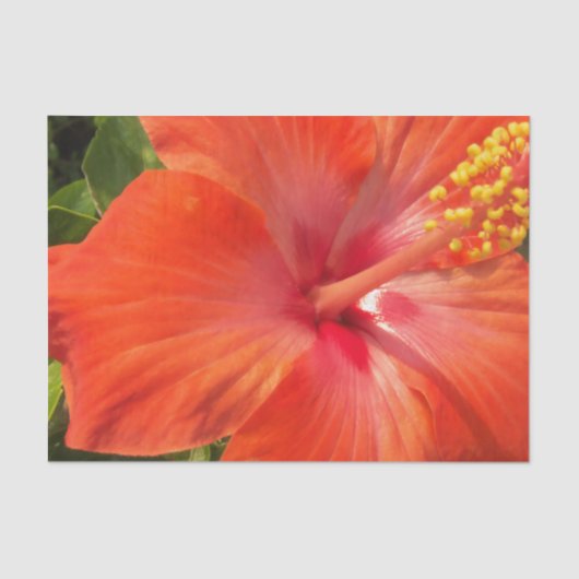 Natur, Hibiskus, Blume, Sommer, Blumen, tropische Seidenpapier (Vorderseite)