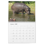 Natur Hippopotamus Kalender (Jan 2027)