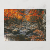 Natur-Inspirationen Rumänien, Herbstwald